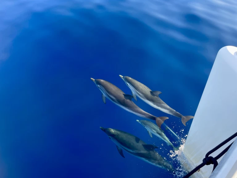 Verhuur Catamaran in Hyères - Lagoon Lagoon 440