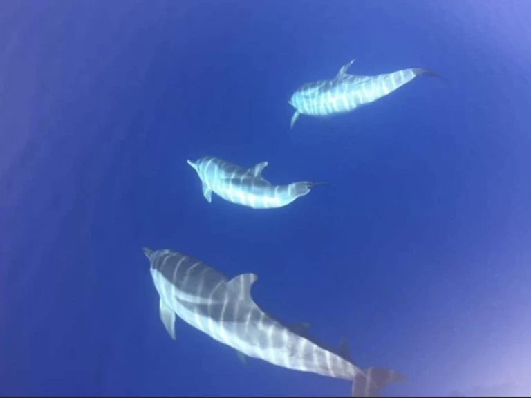 Verhuur RIB in Porto-Vecchio - Lomac Adrenalina 9.5