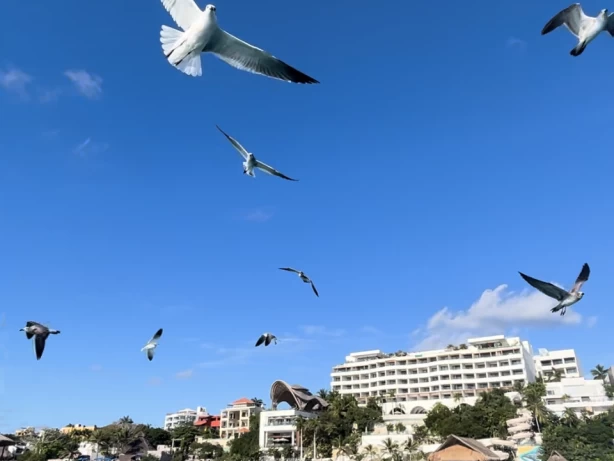 Sea Ray Sea Ray Flybridge te huur van particulier of professional in Cancun