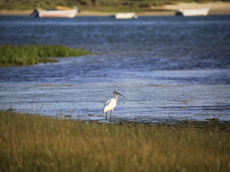 Huur een Cheetah Marine WOW 8.9 in Faro