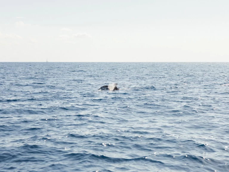 Huur een Jeanneau Sun Odyssey 409 Performance in Port d'Andratx