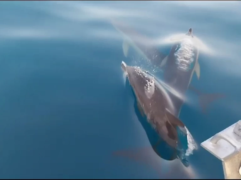 Huur Motorboot met of zonder schipper Doqueve in Marbella