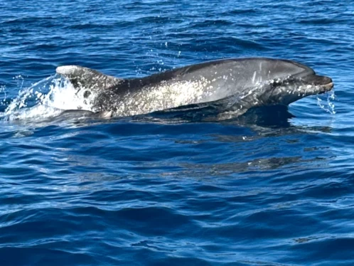 Huur een Nuova Jolly NJ 630 GT in Saint-Cyprien