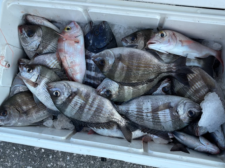 Verhuur Motorboot Bayliner met vaarbewijs