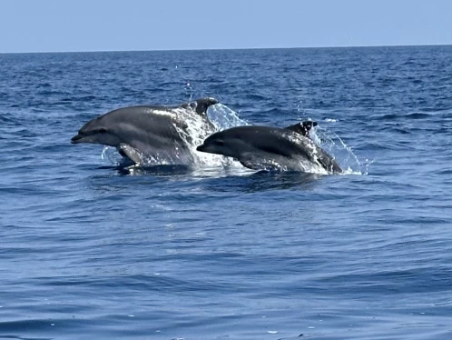 Rascala Fm17 te huur van particulier of professional in Saint-Cyprien