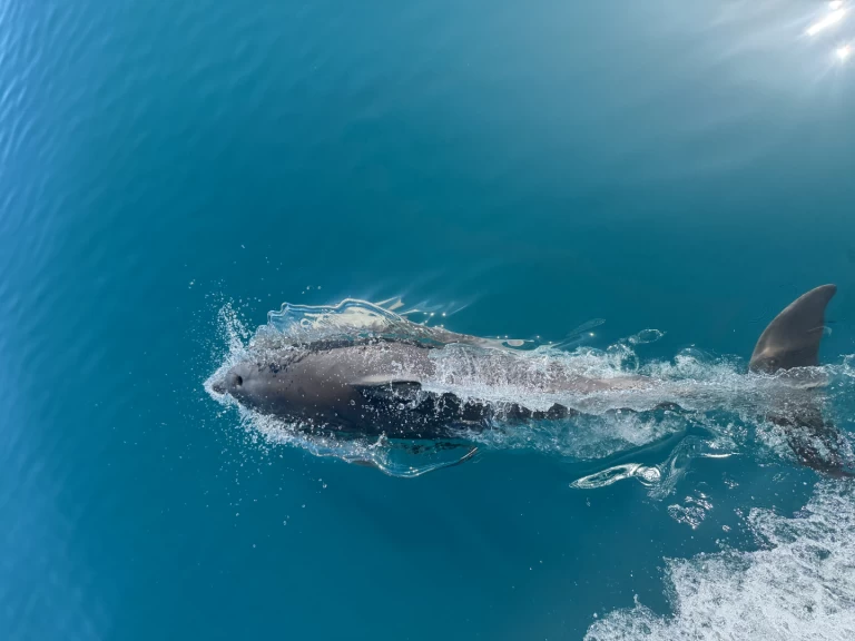 Verhuur Motorboot Unico met vaarbewijs