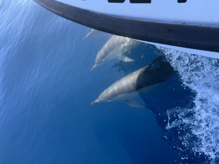 Motorboot te huur in Benalmádena voor de beste prijs