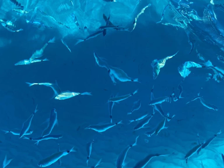 RIB te huur in Villasimius voor de beste prijs