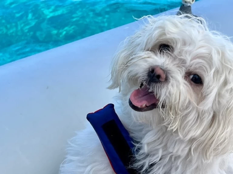 Jachthuur in Villasimius - Italboats Predator 500 via SamBoat