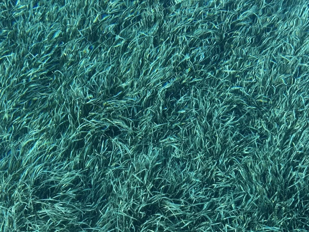 Jachthuur in Saint-Tropez - Jeanneau Merry Fisher 1095 via SamBoat