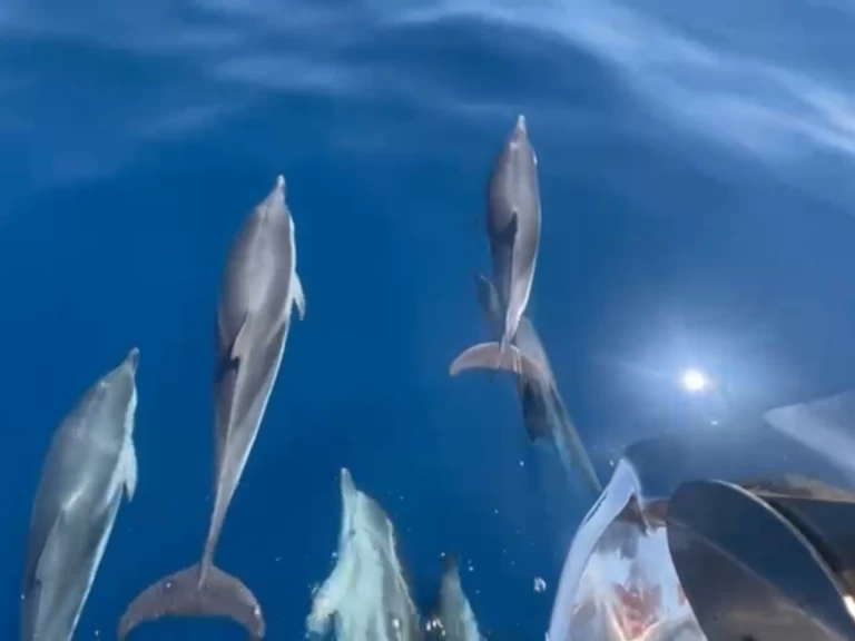 Verhuur Jacht in Saint-Tropez - Jeanneau Merry Fisher 1095