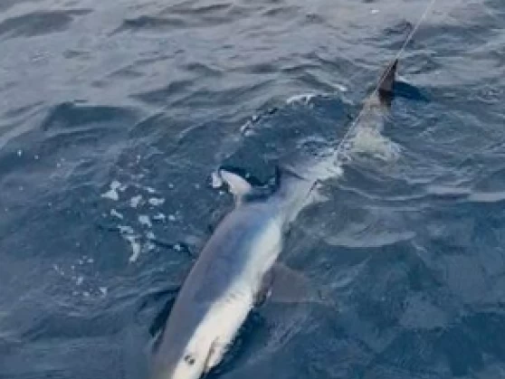 Verhuur Motorboot Ocqueteau met vaarbewijs