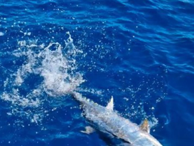 Motorboot te huur in Saint-Gilles les Bains voor de beste prijs