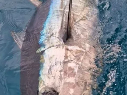 Ocqueteau Ostrea 700 T-Top te huur van particulier of professional in Saint-Gilles les Bains