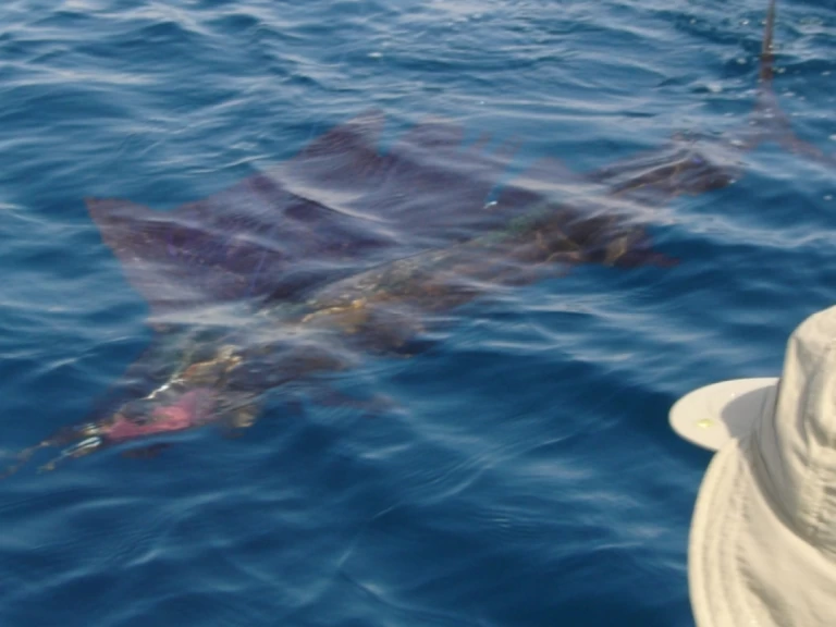 Jachthuur in Saint-Gilles les Bains - Ocqueteau Ostrea 700 T-Top via SamBoat