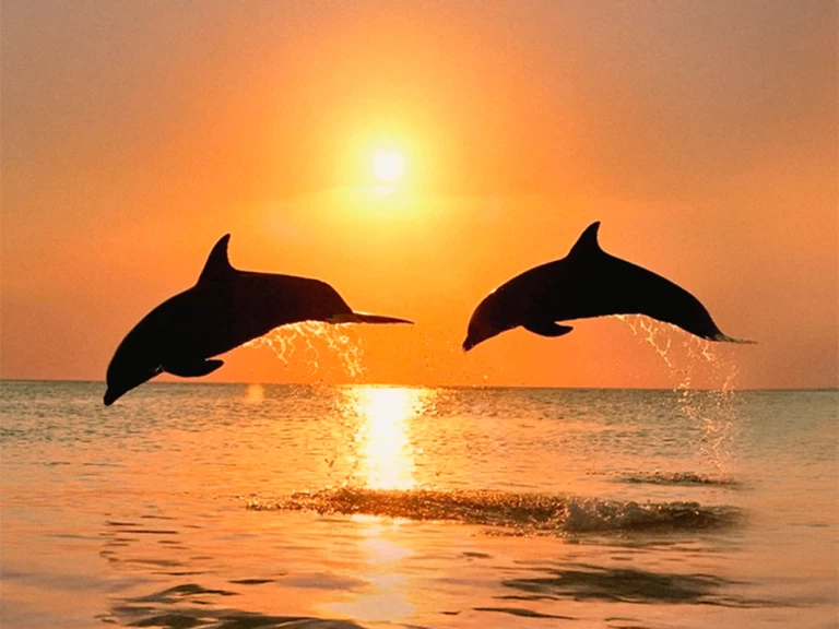 Bootverhuur Naviplane 710 in Benalmádena via SamBoat