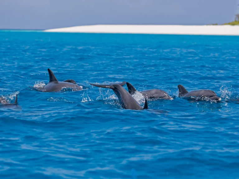 Jachthuur in Kendwa - Custom Made Custom made via SamBoat