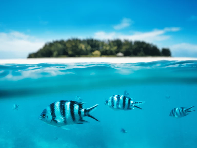 Verhuur Catamaran in Kendwa - Custom Made Custom made