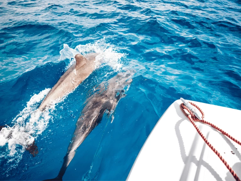 Bootverhuur Custom Made Custom made in Kendwa via SamBoat