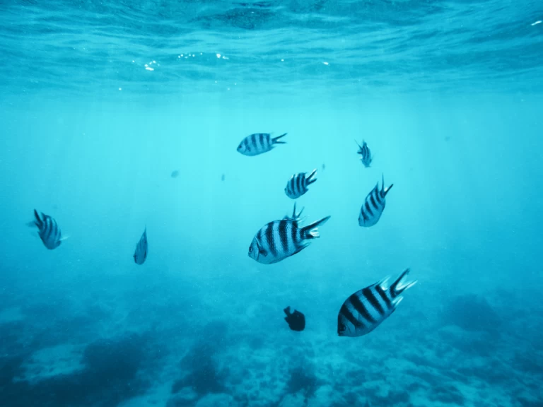 Jachthuur in Kendwa - Custom Made Custom made via SamBoat