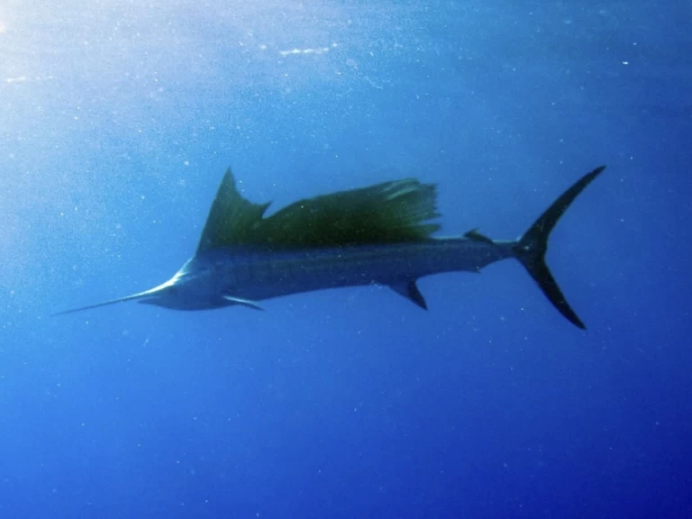 Jachthuur in Kendwa - Custom Made Custom made via SamBoat