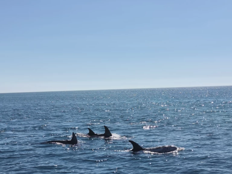 Huur een Fountaine Pajot FP 44 in Portimão