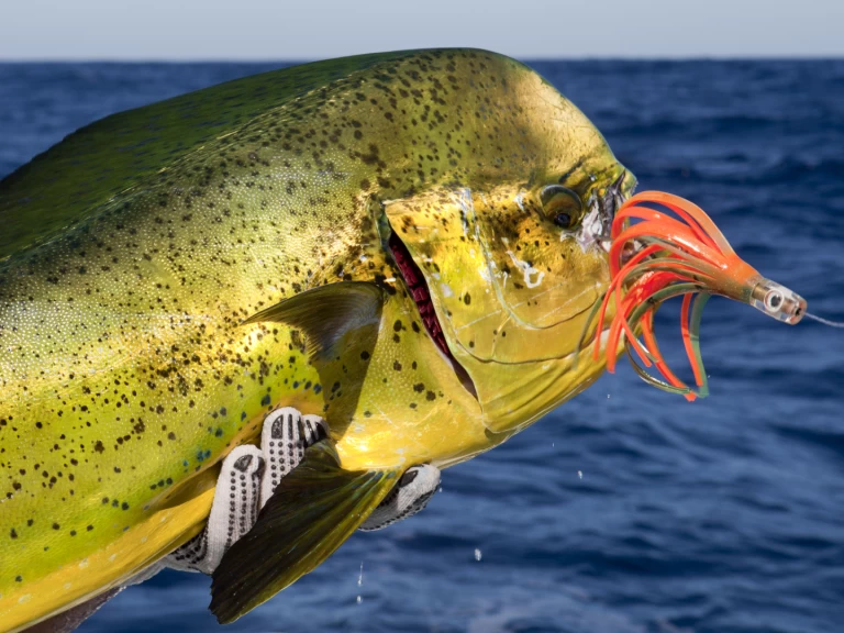 Bootverhuur Custom Made Custom made in Punta Cana via SamBoat