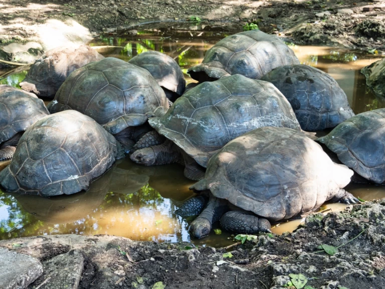 Bootverhuur Custom Custom in Zanzibar via SamBoat