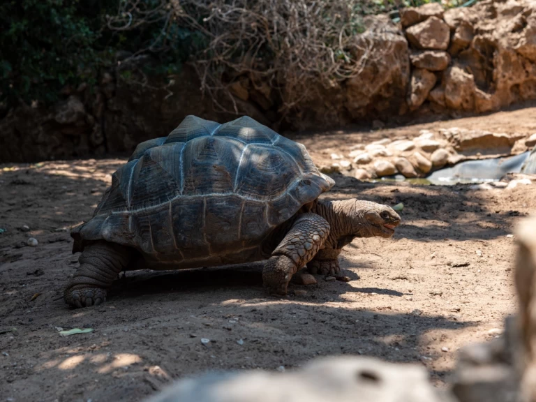 Huur Zeilboot met of zonder schipper Custom in Zanzibar