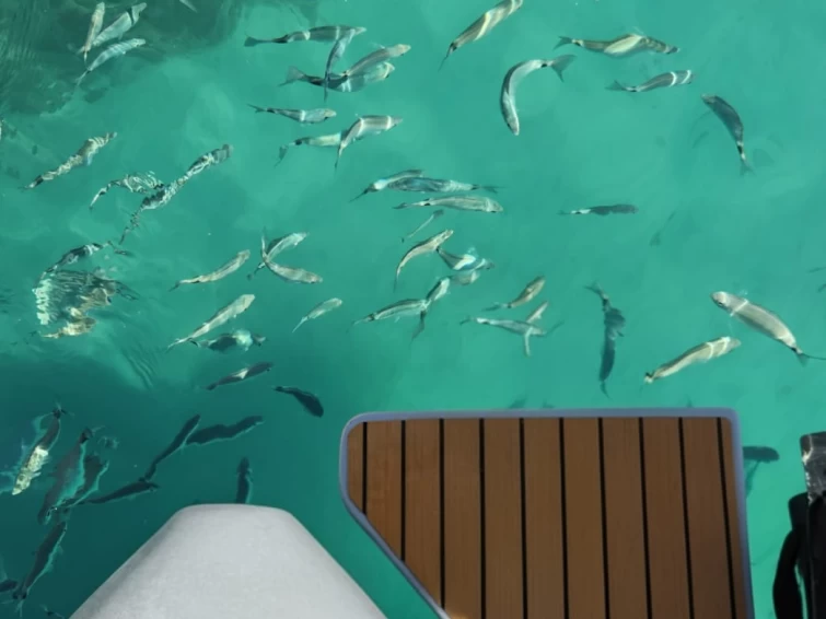 Verhuur RIB Sacs met vaarbewijs