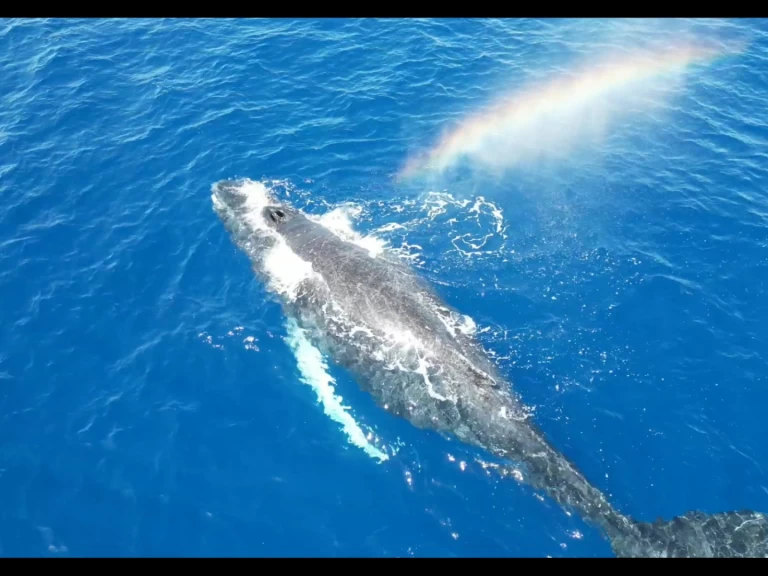 Zeilboot te huur in Le Gosier voor de beste prijs