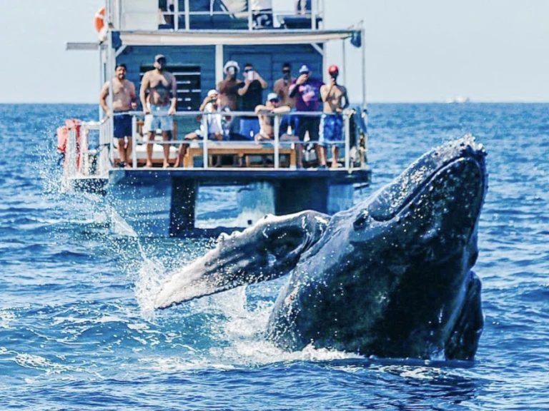 Bootverhuur Custom Made 36 in Cabo San Lucas via SamBoat