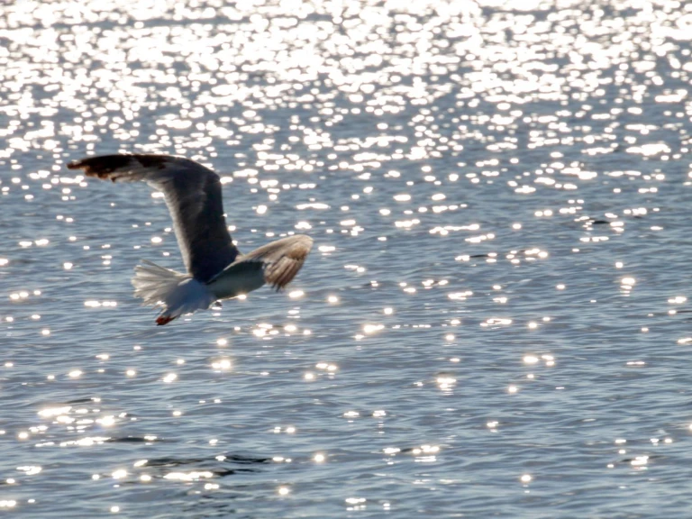 Jachthuur in Otranto - dolphin Dolphin 25 via SamBoat
