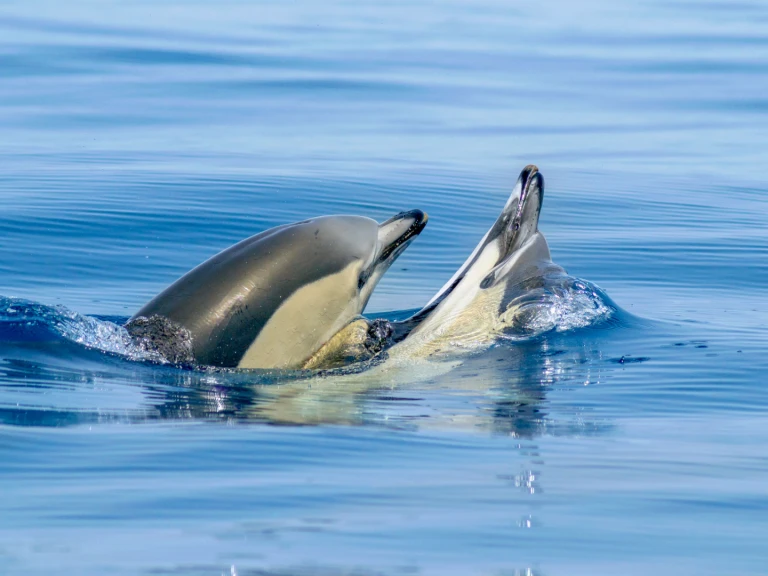 Jachthuur in Lagos - Narwhal 88 via SamBoat