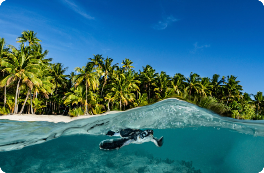 Bescherming van zeeschildpadden